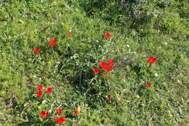Şubat ayında İsrail şehir parkında kırmızı lale çiçek açmış 