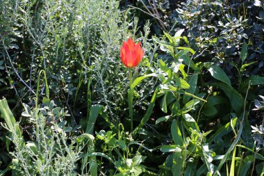 Şubat ayında İsrail şehir parkında kırmızı lale çiçek açmış 