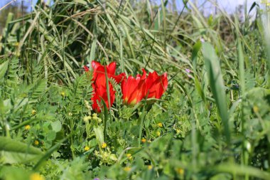 Şubat ayında İsrail şehir parkında kırmızı lale çiçek açmış 
