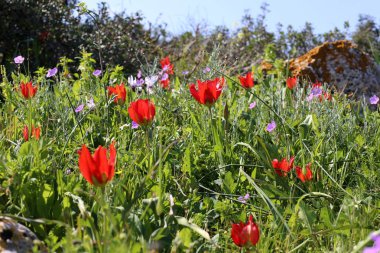 Şubat ayında İsrail şehir parkında kırmızı lale çiçek açmış 