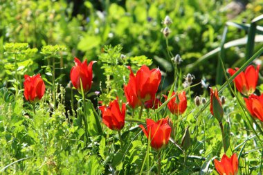 Şubat ayında İsrail şehir parkında kırmızı lale çiçek açmış 
