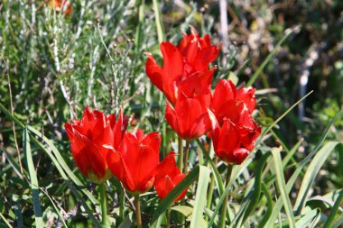 Şubat ayında İsrail şehir parkında kırmızı lale çiçek açmış 