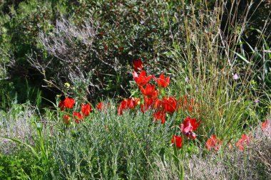 Şubat ayında İsrail şehir parkında kırmızı lale çiçek açmış 