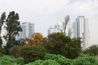 Netanya İsrail Akdeniz kıyısında orta kısmında bir şehirdir. 