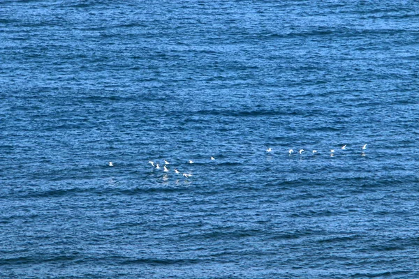 Côte Mer Méditerranée Nord État Israël — Photo