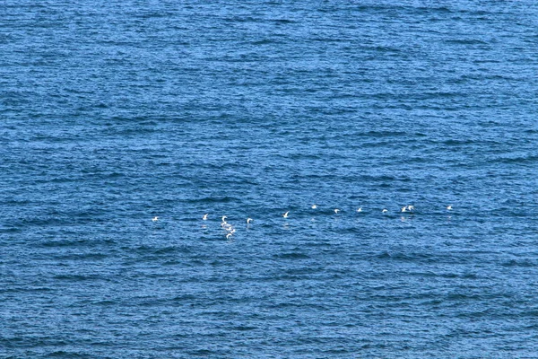 Côte Mer Méditerranée Nord État Israël — Photo