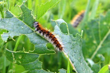 Caterpillar yeşil çim - kelebek larva oturur 