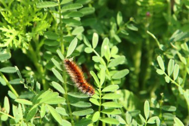 caterpillar sits in the green grass - butterfly larva 
