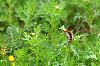 Caterpillar yeşil çim - kelebek larva oturur 
