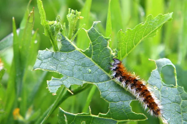 Caterpillar Yeşil Çim Kelebek Larva Oturur — Stok fotoğraf