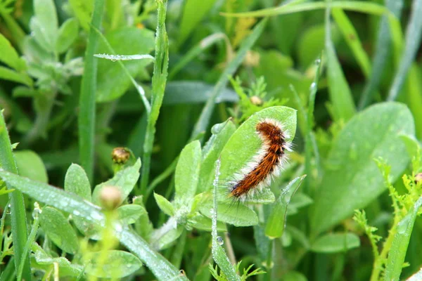 Гусеница Сидит Зеленой Траве Личинка Бабочки — стоковое фото