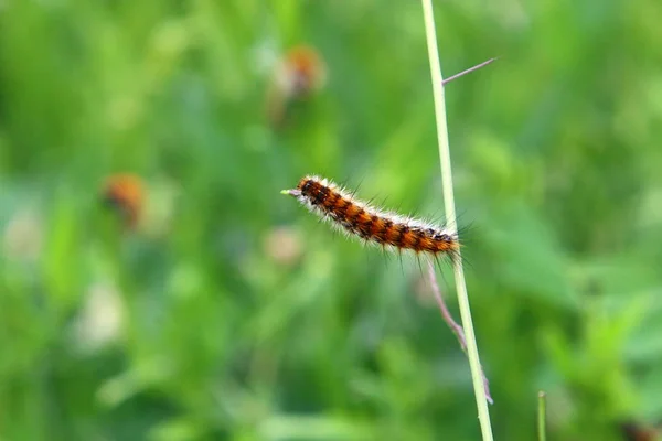 Raupe Sitzt Grünen Gras Schmetterlingslarve — Stockfoto