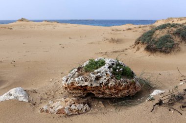 taşlar ve kabukları Kuzey İsrail'Akdeniz kıyısında 