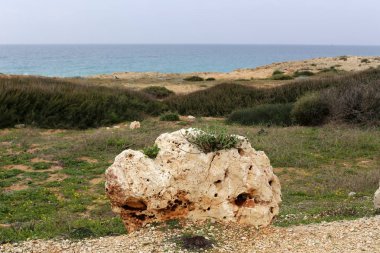 taşlar ve kabukları Kuzey İsrail'Akdeniz kıyısında 