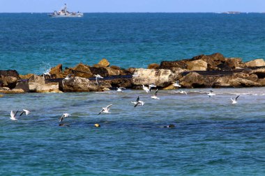 taşlar ve kabukları Kuzey İsrail'Akdeniz kıyısında 
