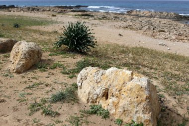 taşlar ve kabukları Kuzey İsrail'Akdeniz kıyısında 