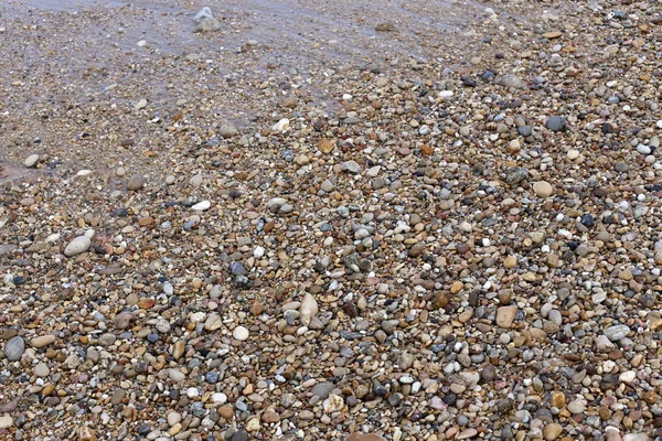 石とイスラエル北部の地中海の海岸で貝殻 — ストック写真