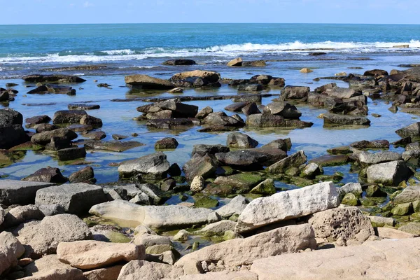 以色列北部地中海沿岸的石头和贝壳 — 图库照片