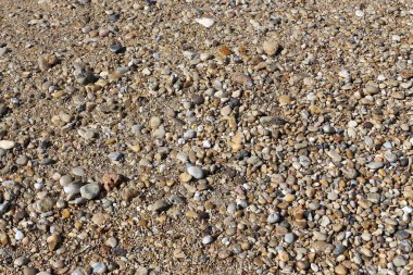 taşlar ve kabukları Kuzey İsrail'Akdeniz kıyısında 