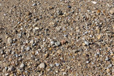 taşlar ve kabukları Kuzey İsrail'Akdeniz kıyısında 