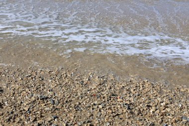 taşlar ve kabukları Kuzey İsrail'Akdeniz kıyısında 