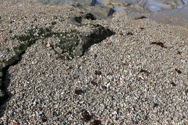 Steine Und Muscheln Den Ufern Des Mittelmeeres Norden Islands — Stockfoto