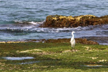 bir büyük beyaz heron bir su birikintisi kıyıda oturur 