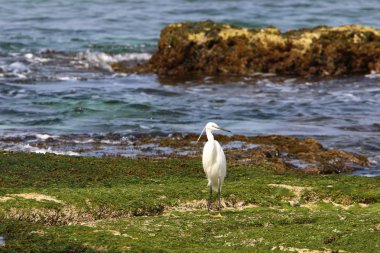 bir büyük beyaz heron bir su birikintisi kıyıda oturur 