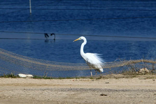 Grand Héron Blanc Est Assis Sur Rivage Étang — Photo