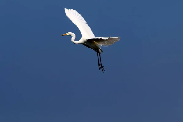 Una Gran Garza Blanca Sienta Orilla Estanque — Foto de Stock