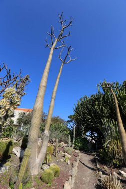 bir şehirde park Kuzey İsrail'büyük ve dikenli kaktüs büyüdü. 