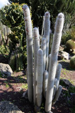 bir şehirde park Kuzey İsrail'büyük ve dikenli kaktüs büyüdü. 