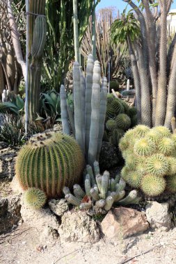 bir şehirde park Kuzey İsrail'büyük ve dikenli kaktüs büyüdü. 