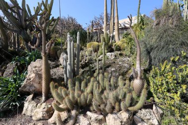 bir şehirde park Kuzey İsrail'büyük ve dikenli kaktüs büyüdü. 