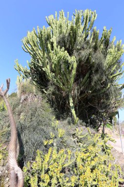 bir şehirde park Kuzey İsrail'büyük ve dikenli kaktüs büyüdü. 