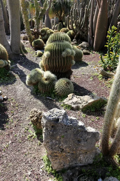 City Park Northern Israel Grew Big Thorny Cactus — Stock Photo, Image