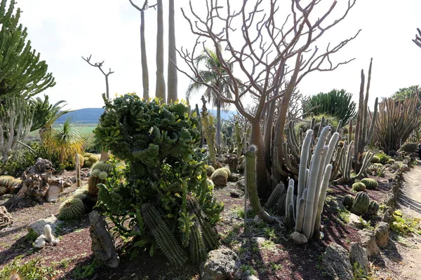 Parco Cittadino Nel Nord Israele Cresciuto Grande Spinoso Cactus — Foto Stock