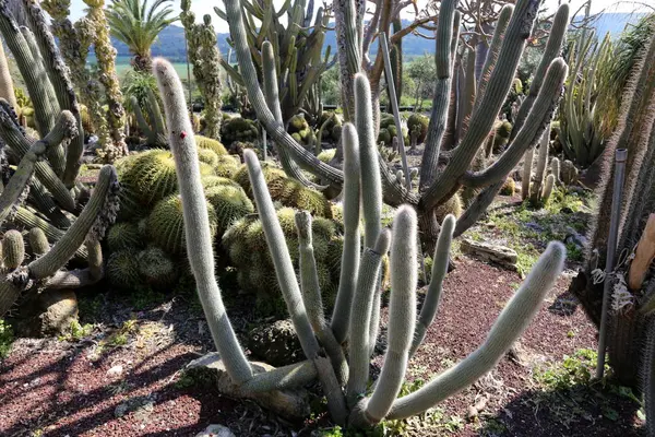 Stad Växte Park Norra Israel Stor Och Taggiga Kaktus — Stockfoto