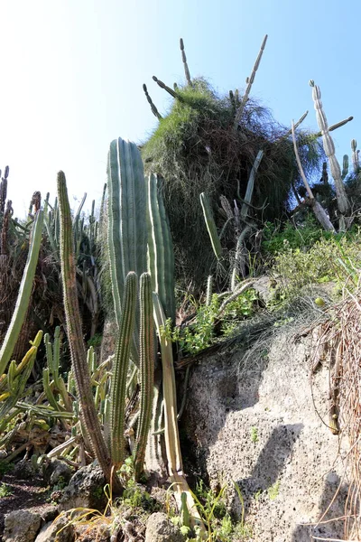 Parco Cittadino Nel Nord Israele Cresciuto Grande Spinoso Cactus — Foto Stock