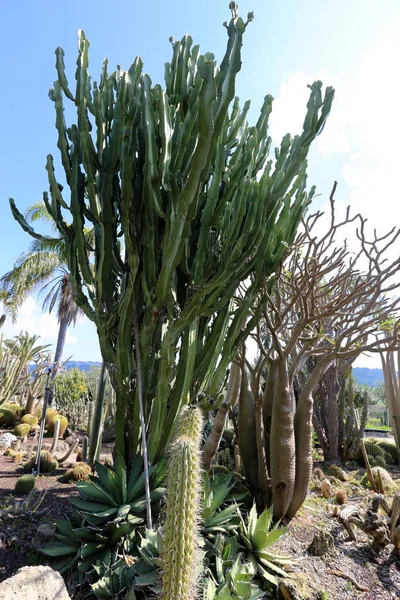 Parque Ciudad Norte Israel Creció Cactus Grande Espinoso — Foto de Stock