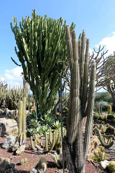 Parque Ciudad Norte Israel Creció Cactus Grande Espinoso — Foto de Stock