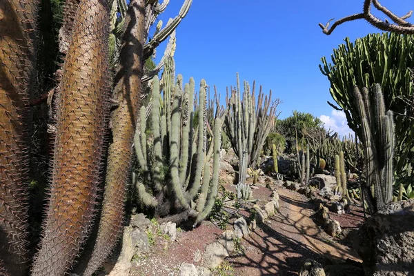 Parco Cittadino Nel Nord Israele Cresciuto Grande Spinoso Cactus — Foto Stock