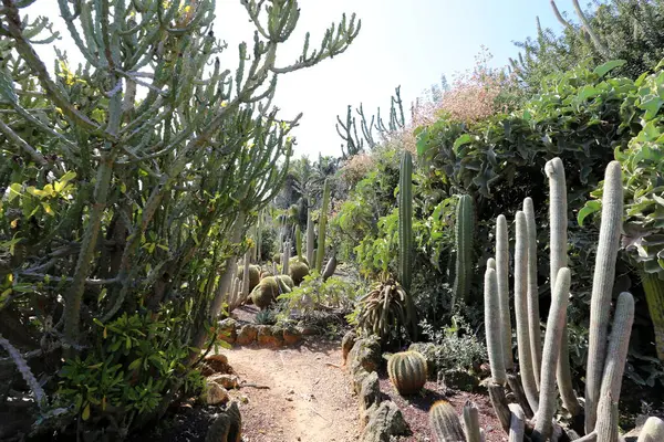 Parque Ciudad Norte Israel Creció Cactus Grande Espinoso — Foto de Stock