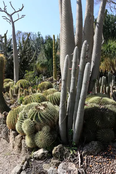 Parque Ciudad Norte Israel Creció Cactus Grande Espinoso — Foto de Stock