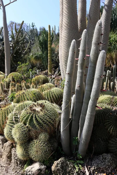 Parque Ciudad Norte Israel Creció Cactus Grande Espinoso — Foto de Stock