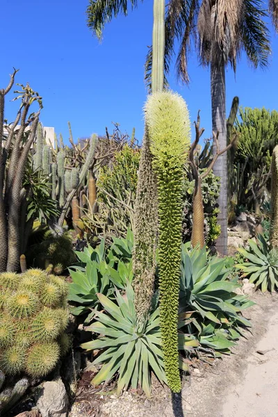 Einem Stadtpark Nordisrael Wuchs Ein Großer Dorniger Kaktus — Stockfoto