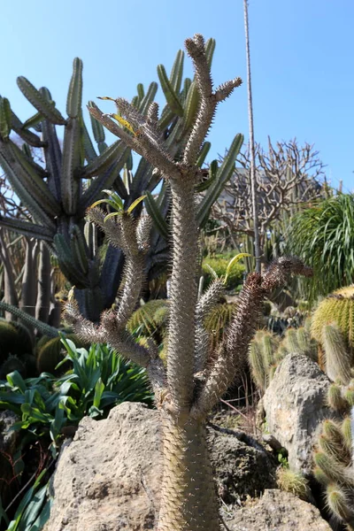 Dans Parc Ville Dans Nord Israël Grandi Gros Cactus Épineux — Photo