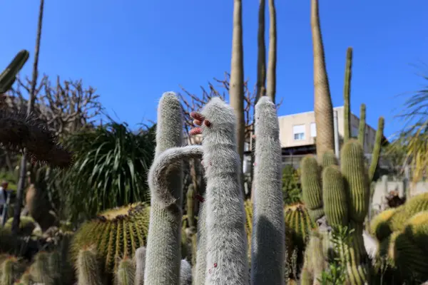 Einem Stadtpark Nordisrael Wuchs Ein Großer Dorniger Kaktus — Stockfoto