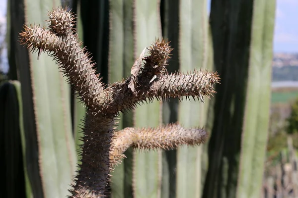 City Park Izrael Északi Részén Nőtt Egy Nagy Tüskés Kaktusz — Stock Fotó