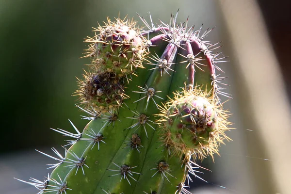 City Park Northern Israel Grew Big Thorny Cactus — Stock Photo, Image